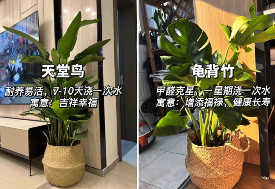 适合放在客厅的绿植，广西花艺绿植培训分享
