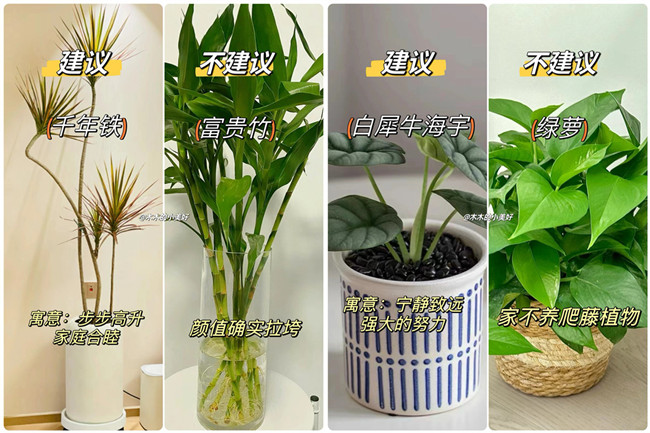 广西花艺艺术：适合客厅摆放的绿植 